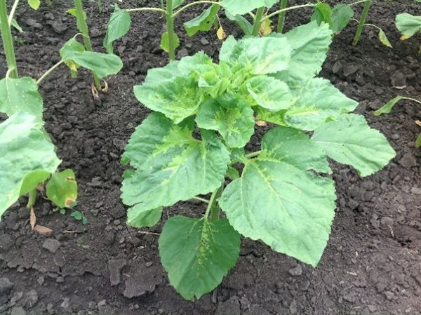 Акт распространение болезней и методы борьбы с ними