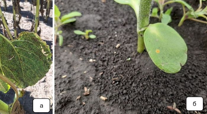 Актуальные распространение болезней и методы борьбы с ними