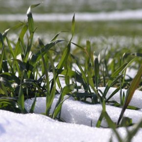 Биопрепараты как опора озимых в сезон температурных «качелей»