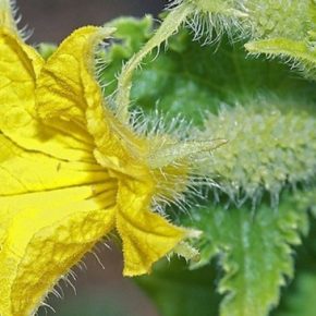 Энергия роста: роль сульфата моногидрата цинка в формировании иммунитета и стрессоустойчивости сельскохозяйственных культур Энергия роста: роль сульфата моногидрата цинка в формировании иммунитета и стрессоустойчивости сельскохозяйственных культур