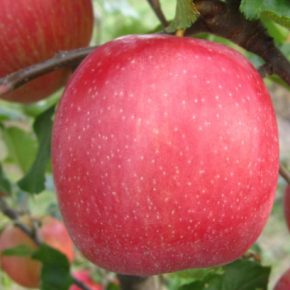 Как Pink Lady растет на рынке падающих яблок и почему это важно для Украины