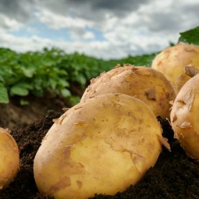 Какой сорт картофеля выбрать под конкретную цель: от чипсов до органики ответ эксперта