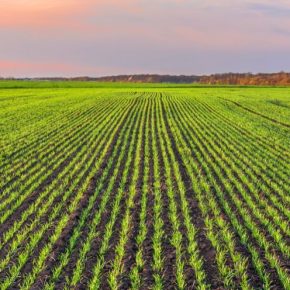 Контроль двудольных сорняков в посевах зерновых и гороха