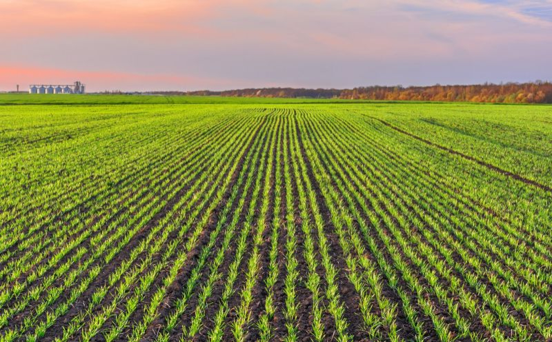 Контроль двудольных бурьян