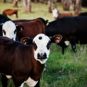 Февраль отыграл провал января: Украина нарастила экспорт живого скота на 85% и собрала $12 млн