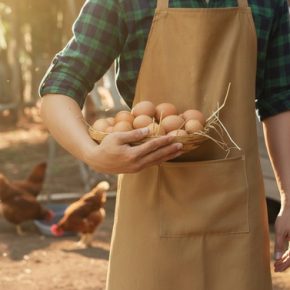 На Буковине строят птицефабрику на 480 000 кур: сколько яиц будет производить и почему это своевременная инвестиция