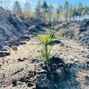 В Черниговской области высадят 6 млн саженцев: сосны, дуба и впервые почти в три раза больше саженцев с закрытой корневой системой