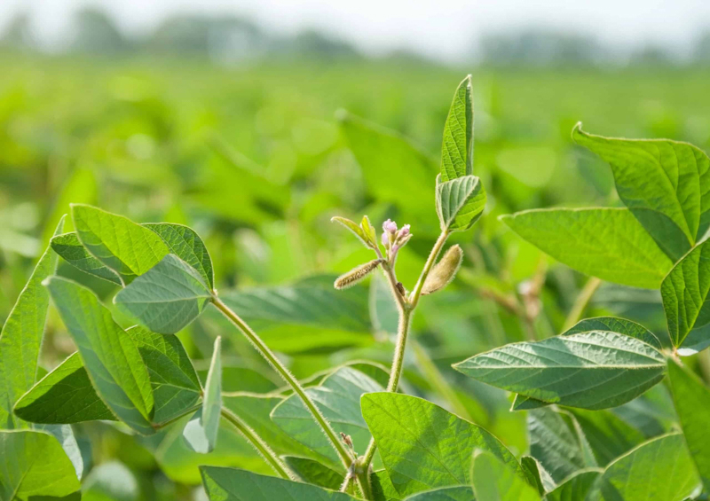 На что обратить внимание в технологии выращивания сои