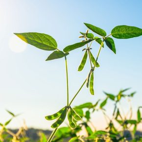 На что обратить внимание в технологии выращивания сои