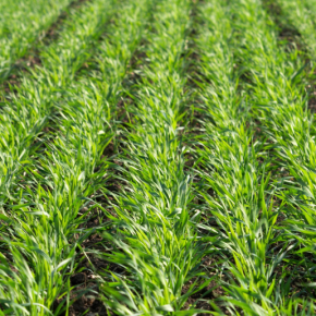 Озимые зерновые без двудольных видов и падалицы