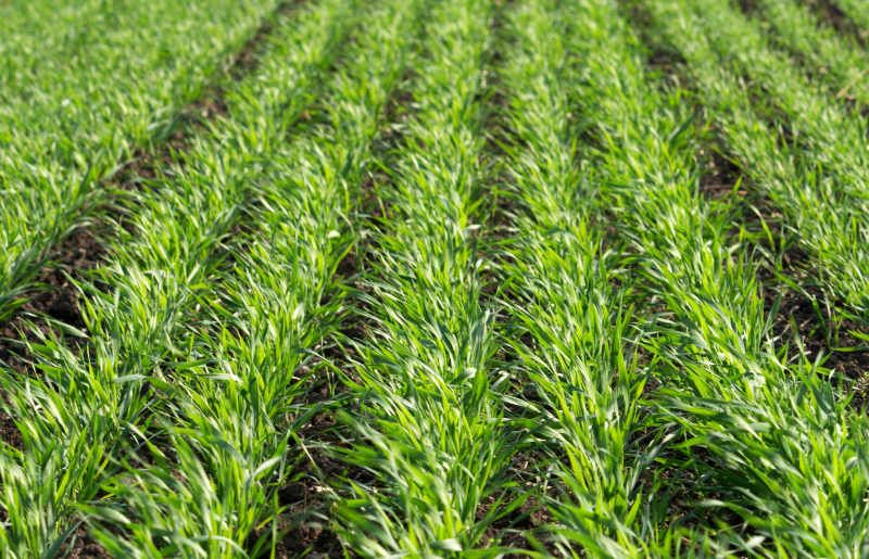 Озимые зерновые без двудольных видов и падалицы