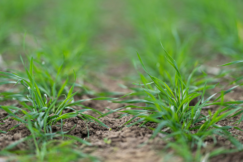 Прима™ Форте — первый среди лучших!