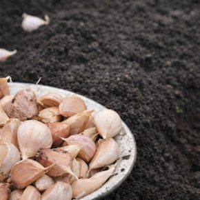 Что сажать после чеснока: 7 культур, которые дадут урожай и одна ошибка, которая его уничтожит