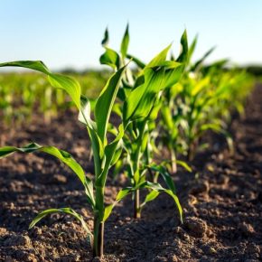 Страховая защита на страже урожая кукурузы
