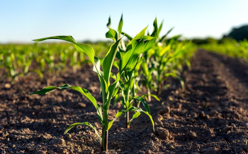 Страховая защита на страже урожая кукурузы