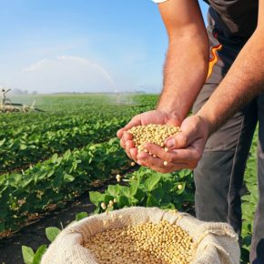 В Украине дорожает соя: внутренний спрос растет, несмотря на давление из Бразилии