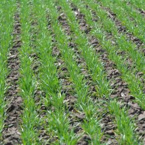 Сбалансированная весенняя защита озимых помогает сохранить растения в течение вегетации.