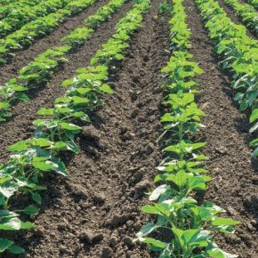 «Зеленый свет» для старта поздних яровых культур