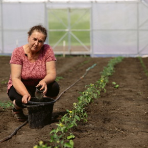 Отчет ФАО: сельское хозяйство остается источником существования для сельских семей на территории Украины, пострадавшей от войны