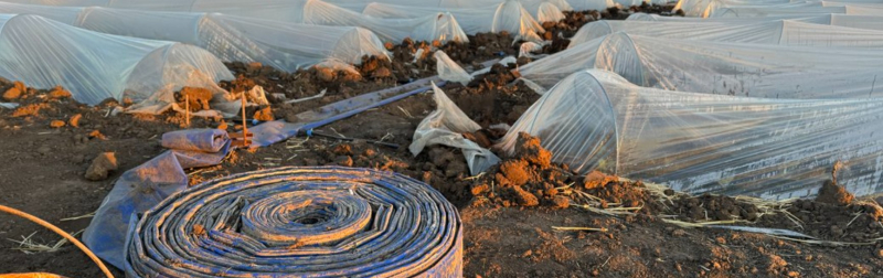 400 гектаров аграрии переходят на подсолнечник и овощи