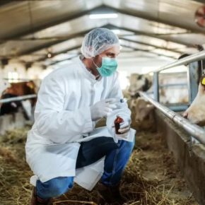 Бизнес призывает ветеринарные GMP сертификаты ЕС и результаты тестирования серий ветеринарных лекарственных средств