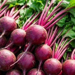 Свекла в госстраховании: компенсация до 60% Свекла в госстраховании: компенсация до 60%