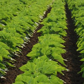 Почему защита подсолнечника от сорняков остается критической несмотря на холодную зиму Почему защита подсолнечника от сорняков остается критической несмотря на холодную зиму