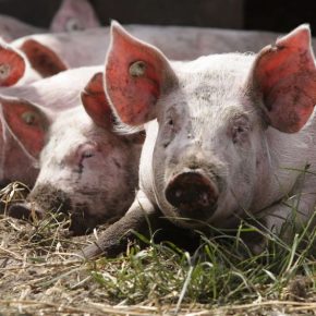 Цены на свинину падают: польский импорт оказывает давление на рынок Цены на свинину падают: польский импорт оказывает давление на рынок
