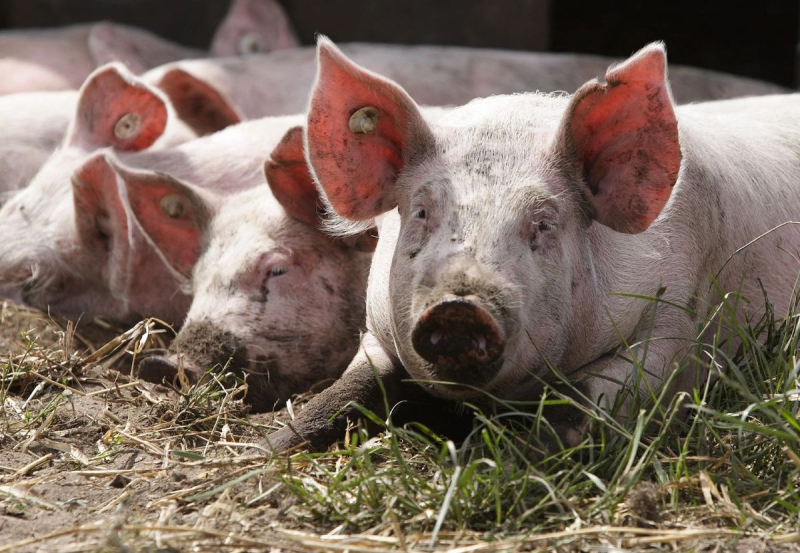 Цены на свинину падают: польский импорт давит на рынок