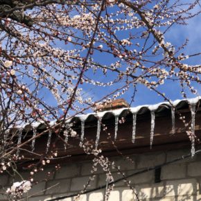 До 51% абрикоса погибли и 12% озимых под пересев — Укргидрометцентр