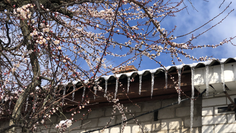 До 51% абрикоса — Укргидрометцентр