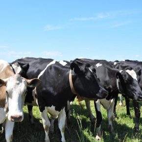 До 700 000 грн за поголовье: государство запустило выплаты для владельцев коров До 700 000 грн за поголовье: государство запустило выплаты для владельцев коров