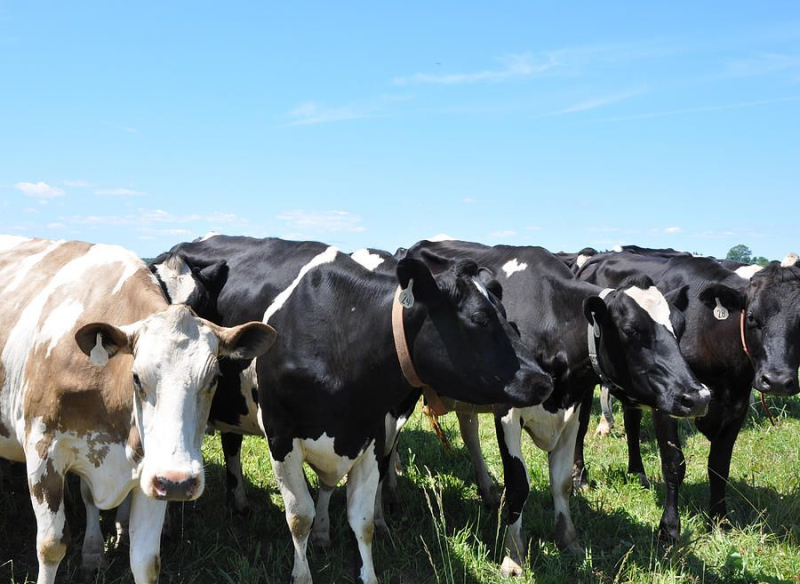 До запустила выплаты для владельцев коров