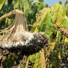 Опыт аграриев: белая гниль – системный риск для агропроизводства Опыт аграриев: белая гниль – системный риск для агропроизводства