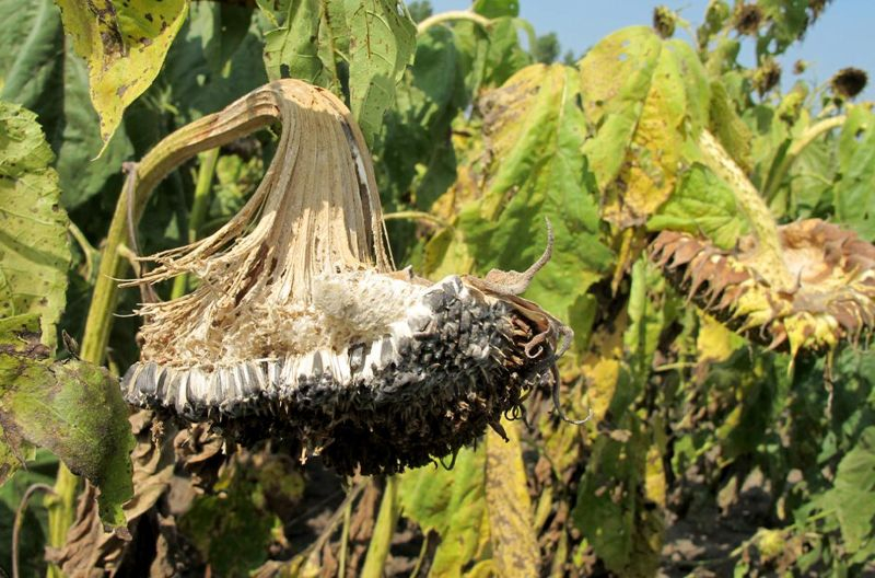 Опыт аграриев: