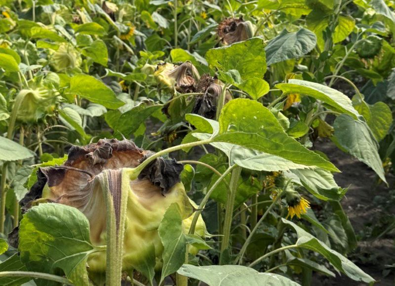 Опыт аграриев: белая гниль</m> </p>
<p style=