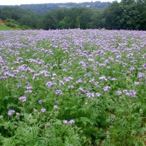 Как грамотно повести себя с сидератами