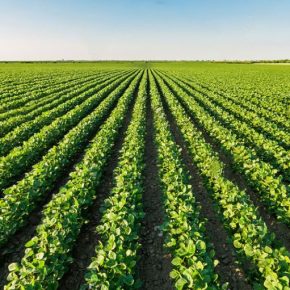 Как улучшить качество опрыскиваний?