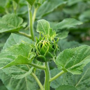 Как предотвратить потери во время выращивания подсолнечника