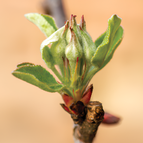 Контроль болезней садов, ягодников и виноградников