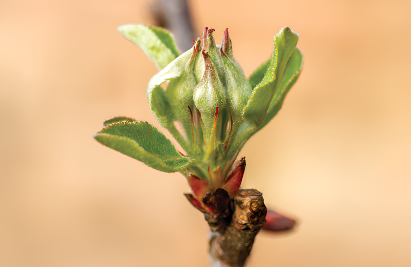 Контроль болезней садов, ягодников и виноградников