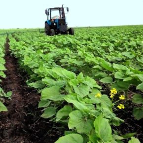 На чем нельзя экономить при выращивании подсолнечника