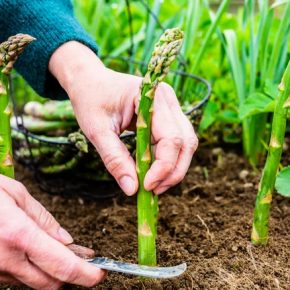 Немецкие ученые научили работу собирать спаржу со скоростью человека