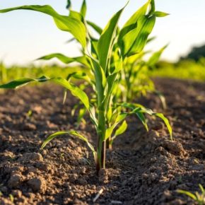 Норма высева кукурузы 2026 года: таблица по зонам и где фермеры теряют деньги на семенах