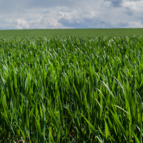 Первая фунгицидная обработка озимых зерновых культур Первая фунгицидная обработка озимых зерновых культур