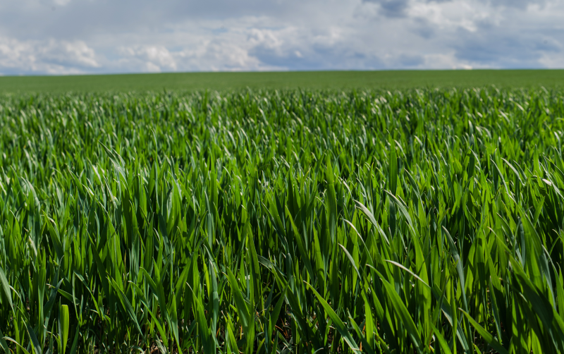 Первая фунгицидная обработка озимых зерновых культур