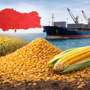 Рынок кукурузы ожил: Турция покупает 3 млн тонн