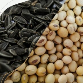 Рынок посевной 2026: холдинги отказываются от сои и ставят на подсолнечник