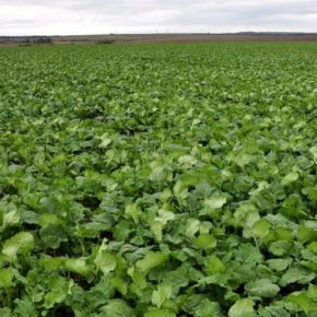 Решение для защиты урожая от весенних стрессов