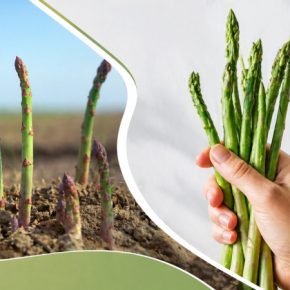 Садишь раз — ешь 20 лет: почему спаржа по 400 грн/кг до сих пор не на каждом огороде